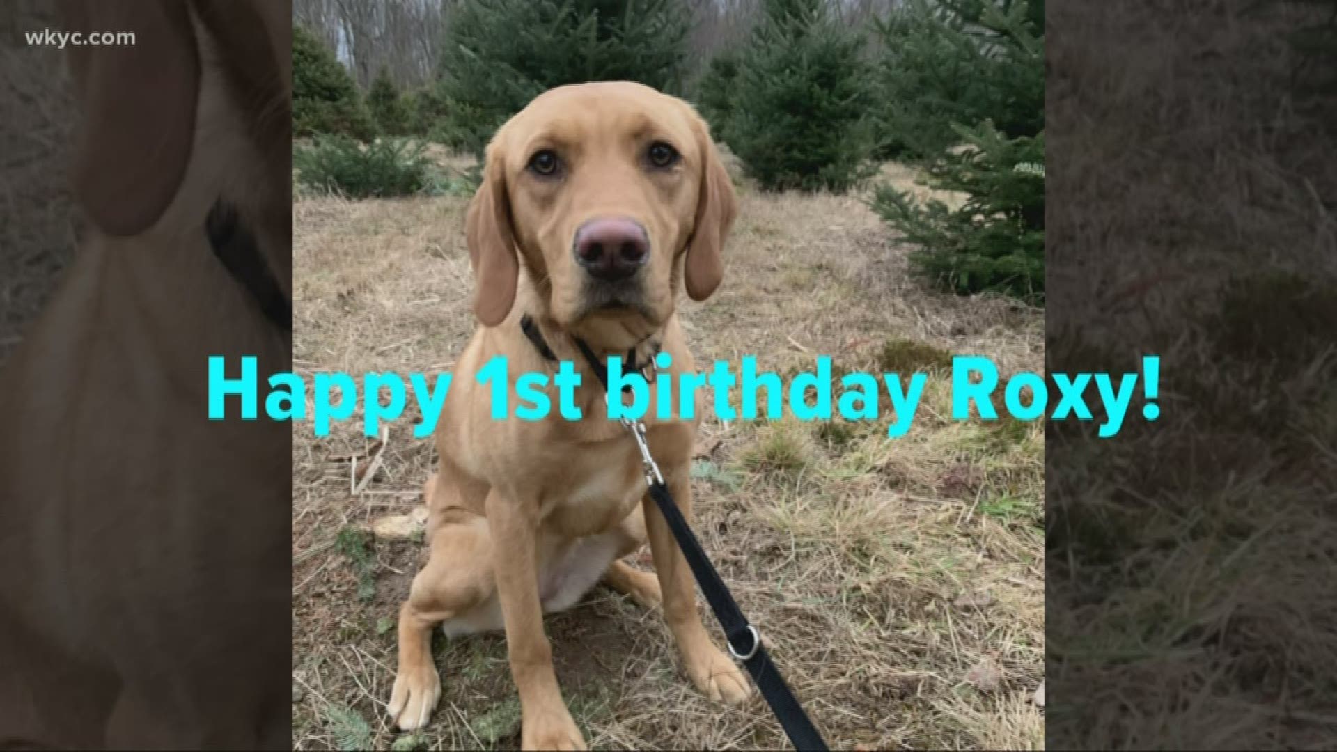Roxy, our Wags4Warriors dog, turns 1 year old Dec. 16. Take a look back at her first year of life.