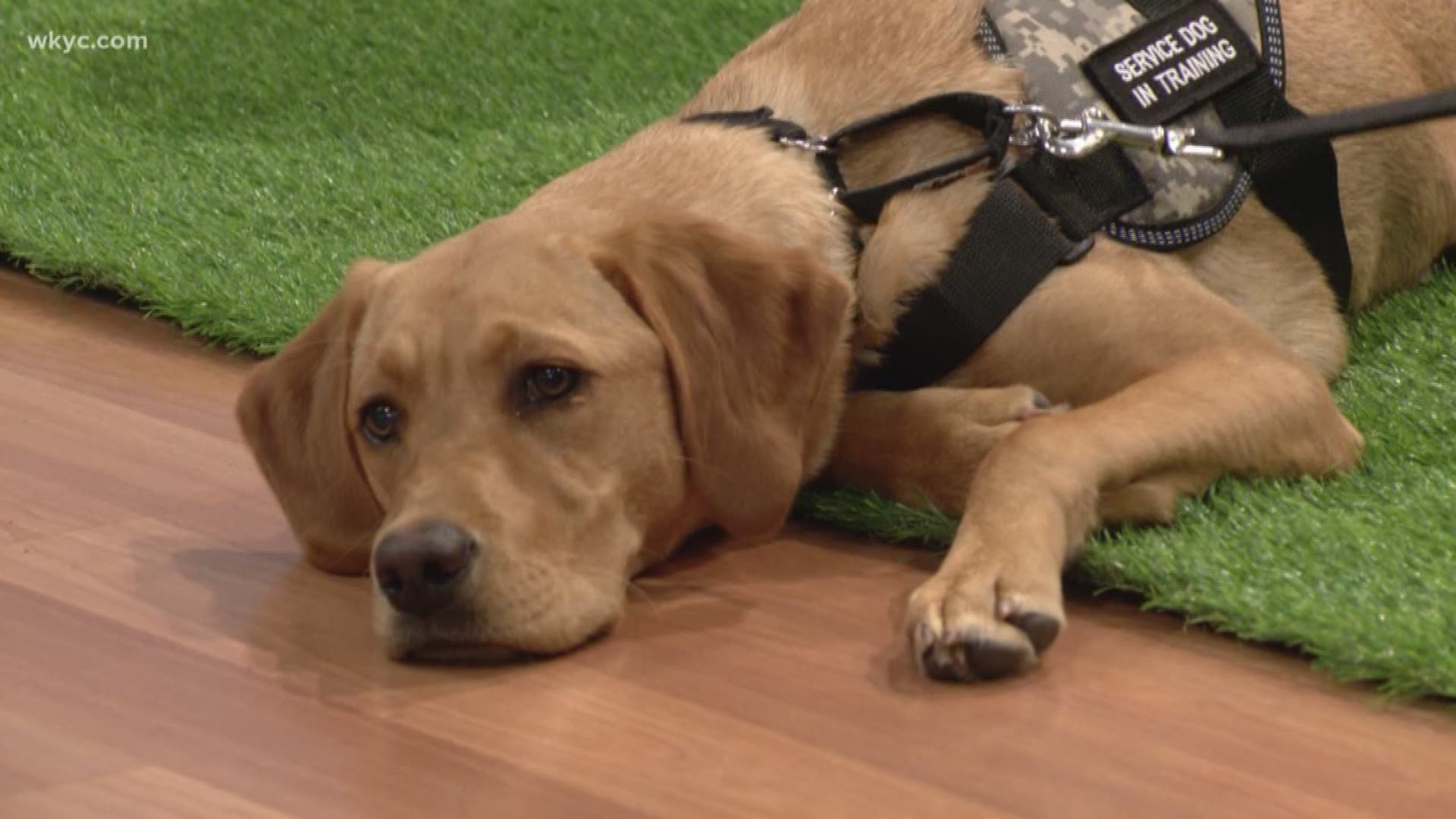Aug. 6, 2019: Roxy is getting closer to being paired with a veteran as her Wags 4 Warriors training continues. This week, Roxy is joining us in celebration of International Assistance Dog Week.