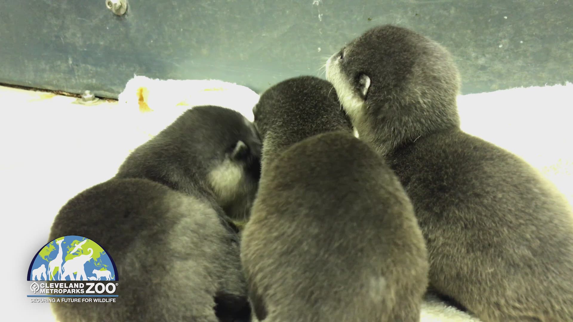 November 2017: The Cleveland Metroparks Zoo has welcomed a cute trio. Three male otter pups were born earlier this year to mom Bitzy and dad Kibble. They will be on exhibit at the zoo's RainForest.