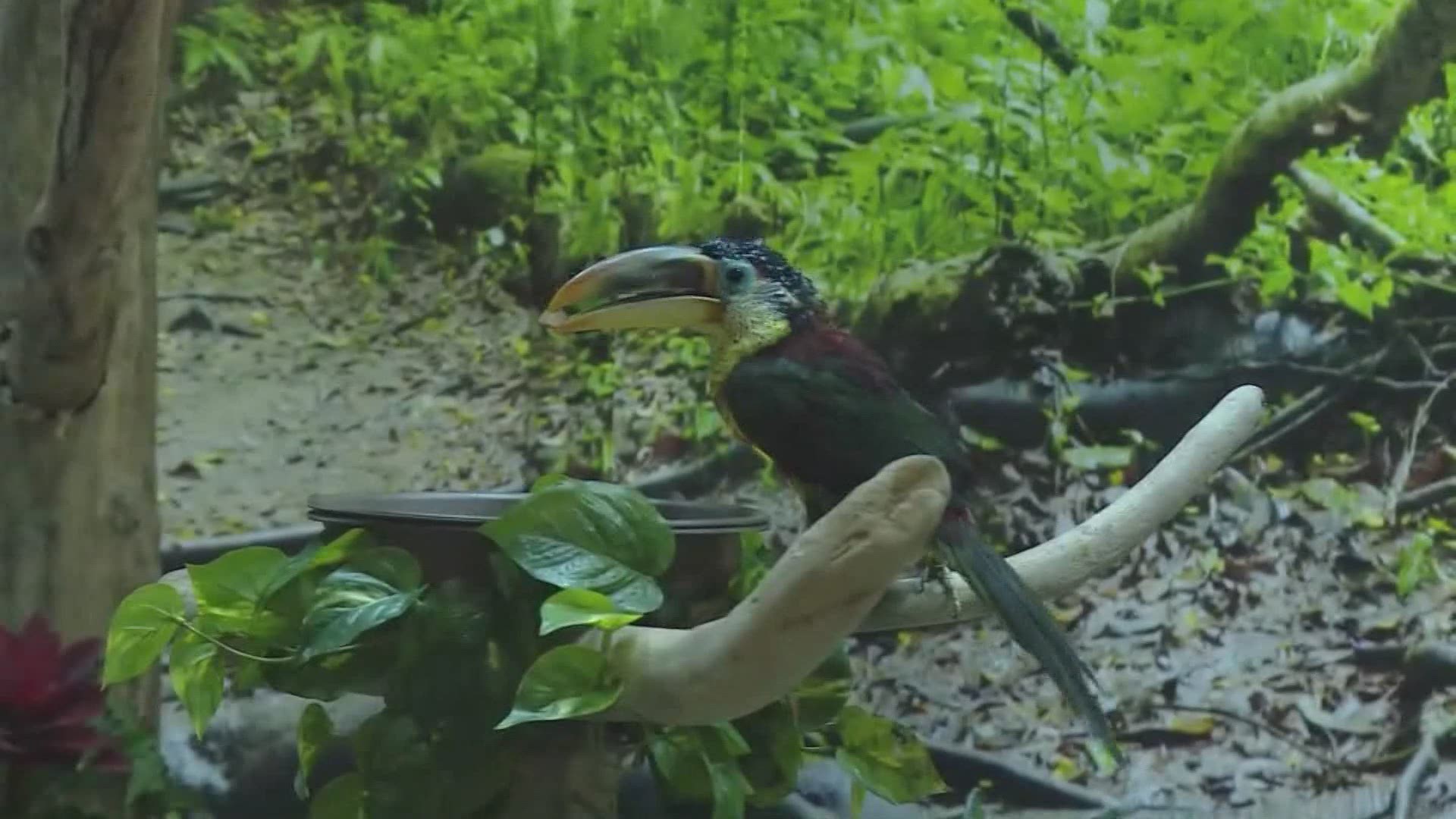 March 19, 2019: There are some big changes at the Greater Cleveland Aquarium. Here is a closer look at the upgrades to the aquarium's 'Tropical Forest' exhibit.