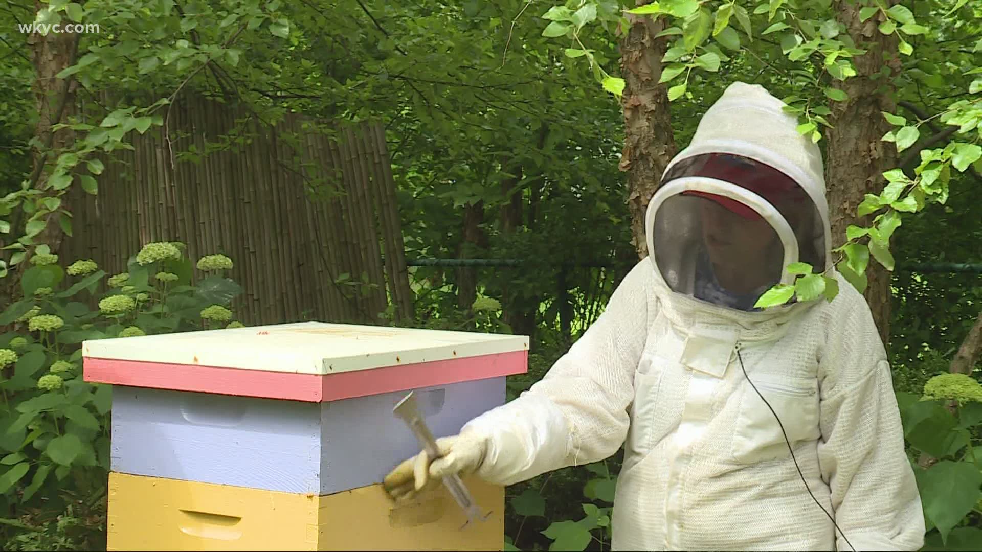 There is a craze, or a buzz you might say, over an increasingly more popular hobby- beekeeping! Doug Trattner shows us more about the bee business.