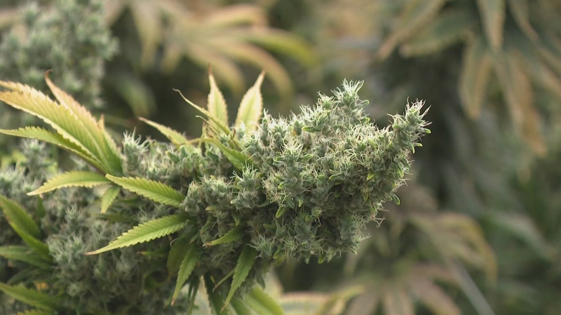 Ohio AG Dave Yost approves title and summary language for voter referendum seeking to overturn new marijuana restrictions