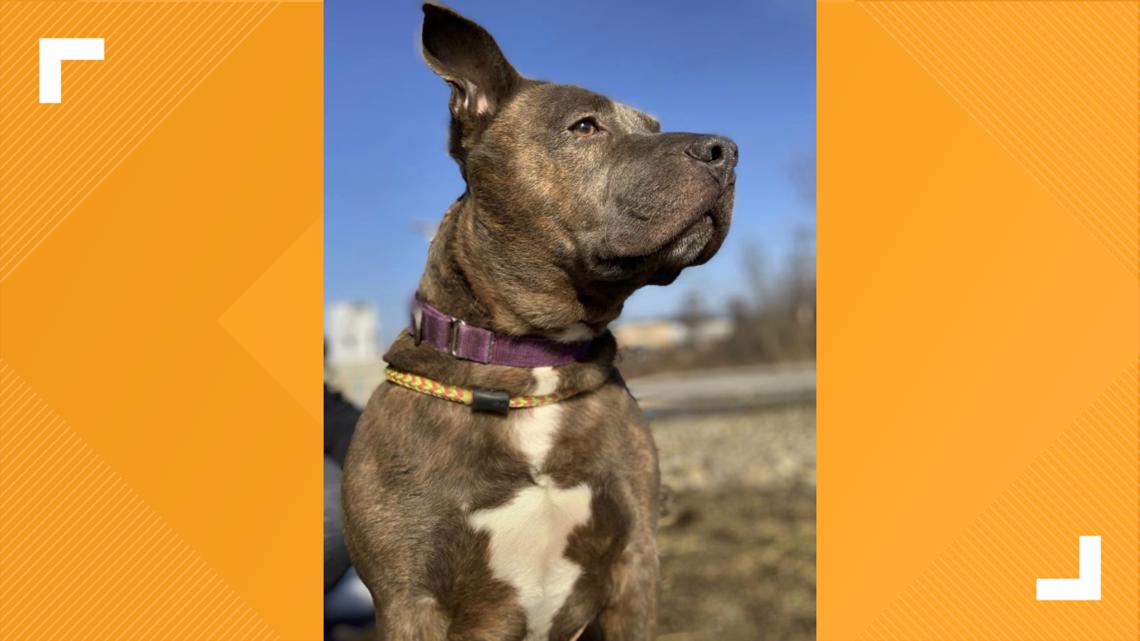 hule sendt heks Spike' is looking for a home after spending 5 years in shelters! | wkyc.com