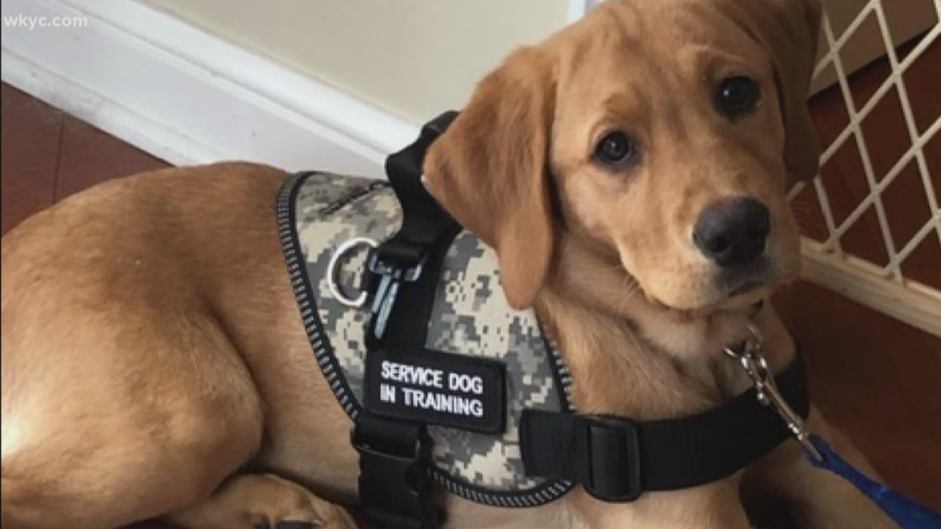 May 2, 2019: We are getting so many questions about Roxy, our Wags 4 Warriors service puppy in training. Keep sending them in!
