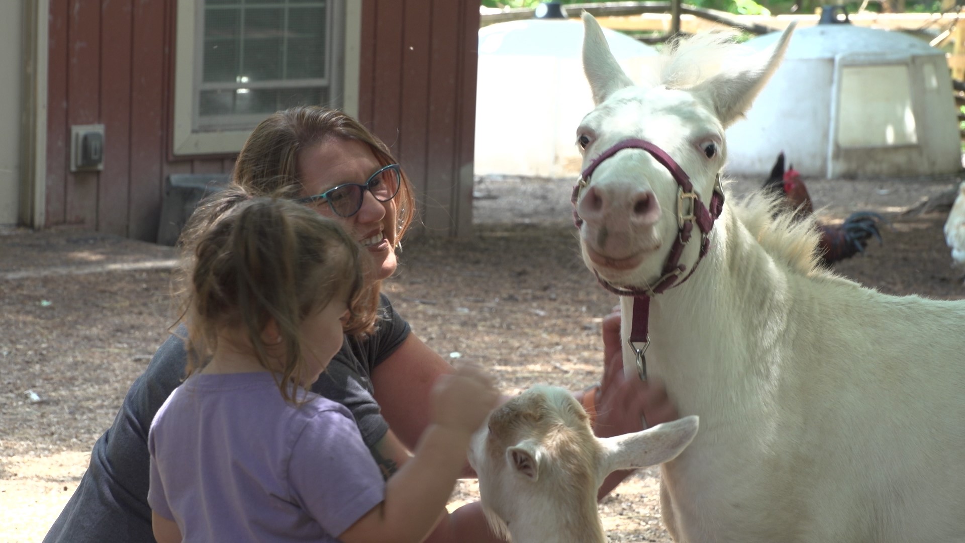 Whispering Acres in Medina: Home for abused or unwanted animals 