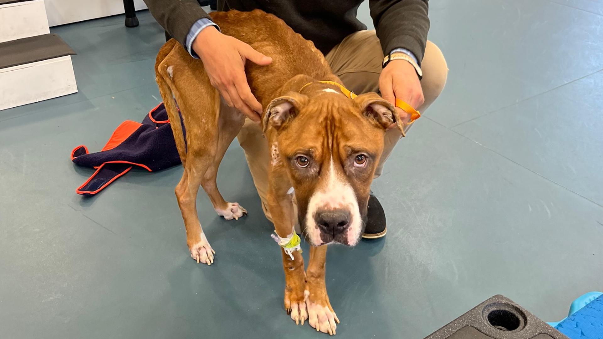 Severely emaciated stray dog found in Lorain starts long road to ...