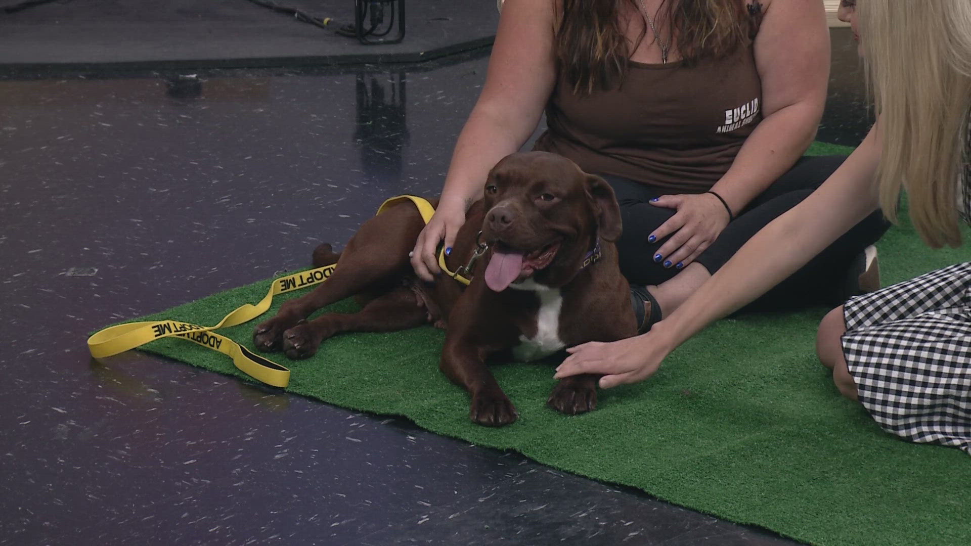 Betty is available to adopt immediately from the Euclid Animal Shelter