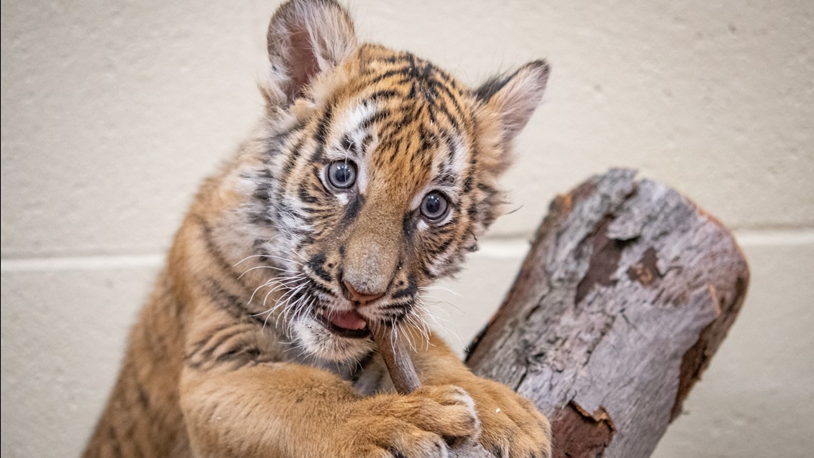 Little Rock Zoo Malayan tiger cub triplets turn one