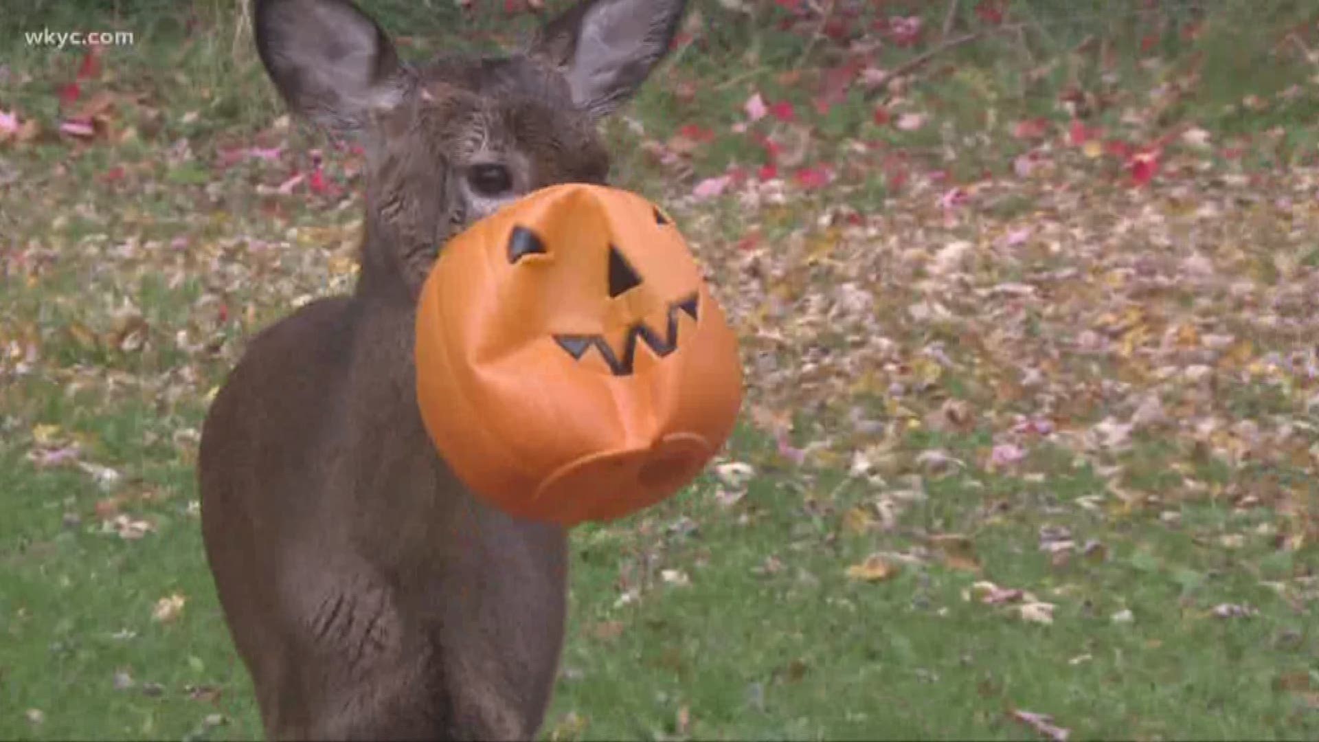Nov. 13, 2017: Free at last. After days with a plastic pumpkin stuck to its face, a deer has been rescued in South Euclid. Dozens of people had worked for days to try and help the animal, which had been in its predicament for more than a week.