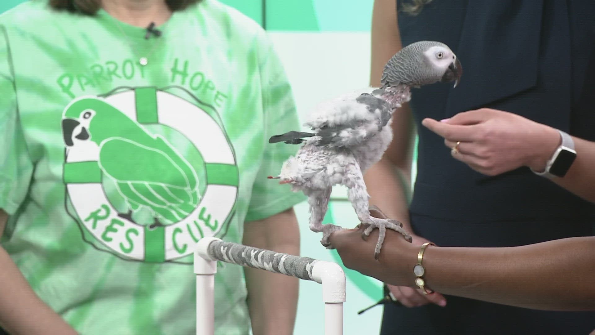 Parrot Hope Rescue from Mantua, Ohio visited 3News to show off one of their adoptable birds.