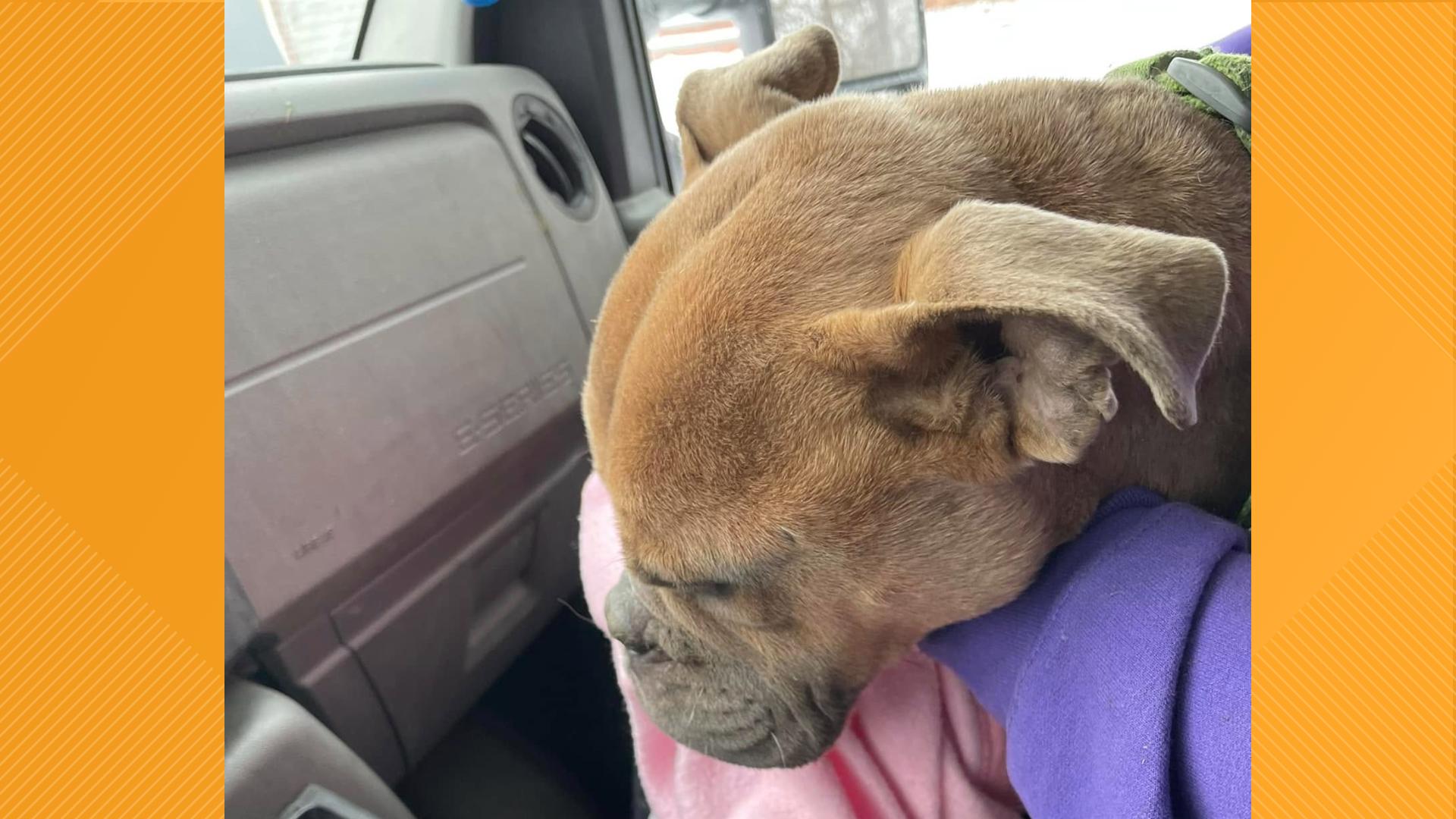 Euclid couple sentenced to probation in starvation death of dog | wkyc.com