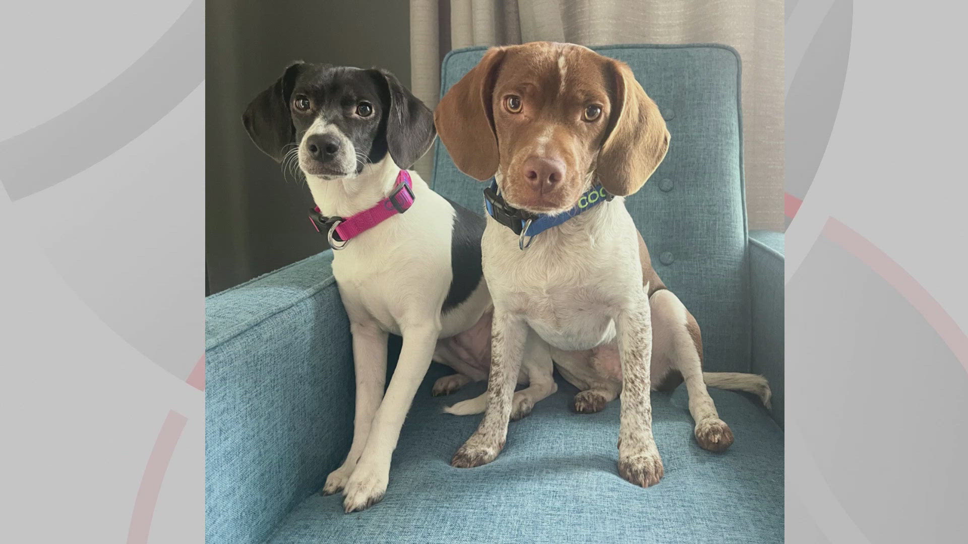 We’re introducing you to Quinn and Cooper for this edition of Doggone Weather on Wednesday, September 18, 2024. Thanks to Erin for sending in the picture.