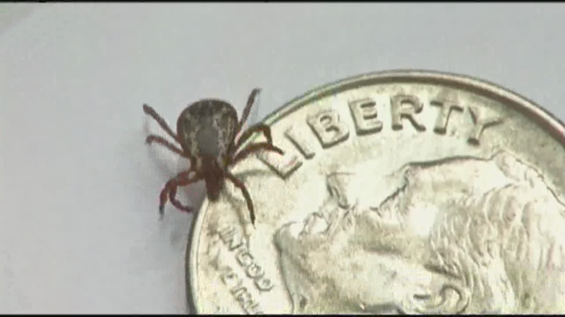 Lyme Disease On The Rise In Ohio | Wkyc.com