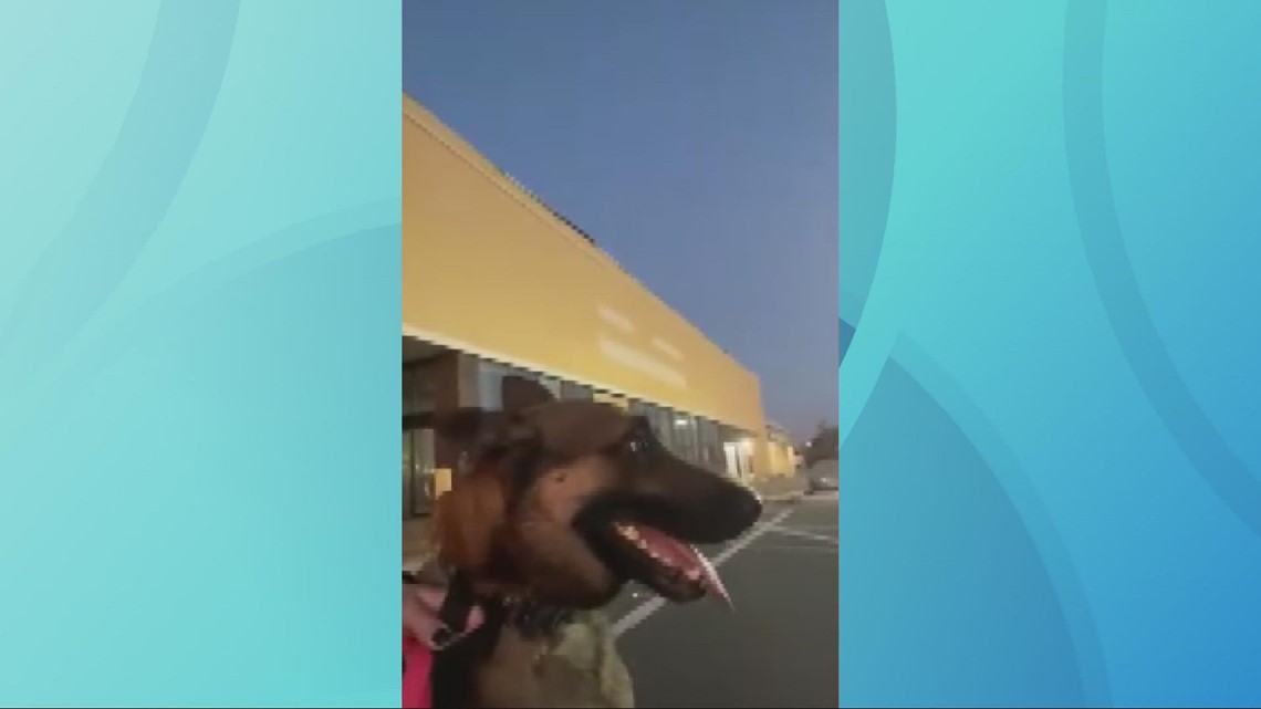 Human remains detection canines assisting in Florida after Ian - Vimarsana News