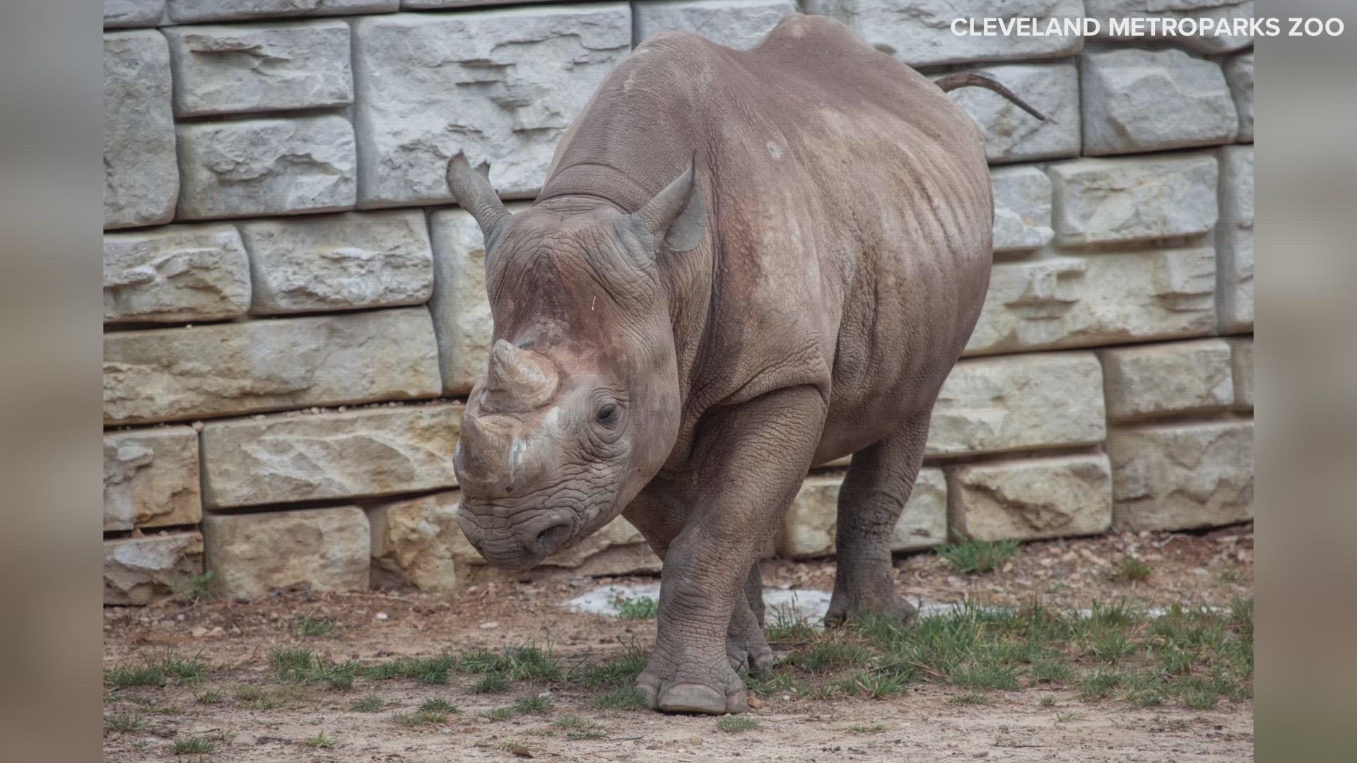 The 31-year-old black rhino named 'Inge' had been at Cleveland Metroparks Zoo since 1997.