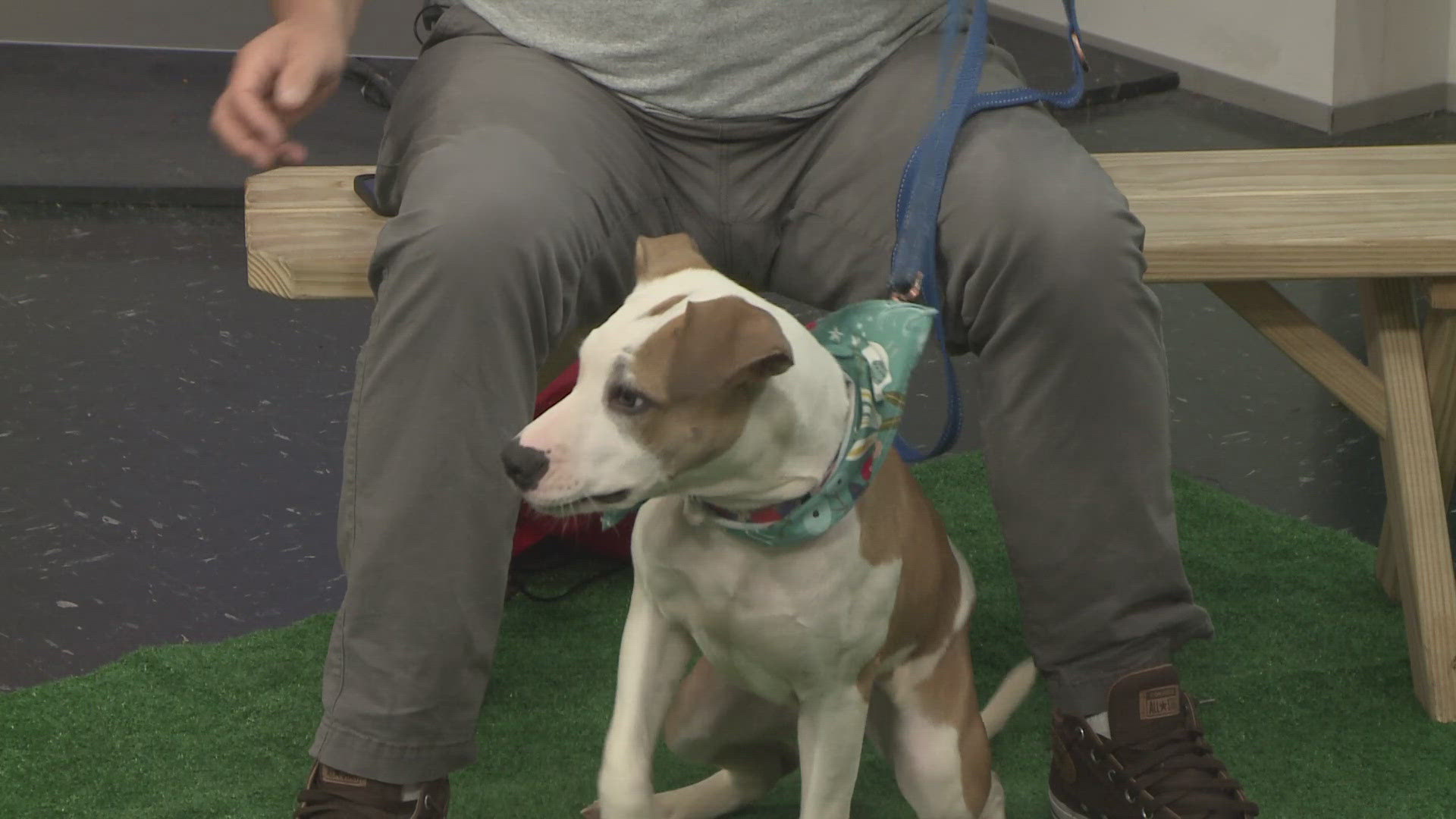 Jim Sebastian from the Humane Society of Summit County joins 3News GO! with Celeste, a 4-5 month-old pit mix who's looking for her forever home.