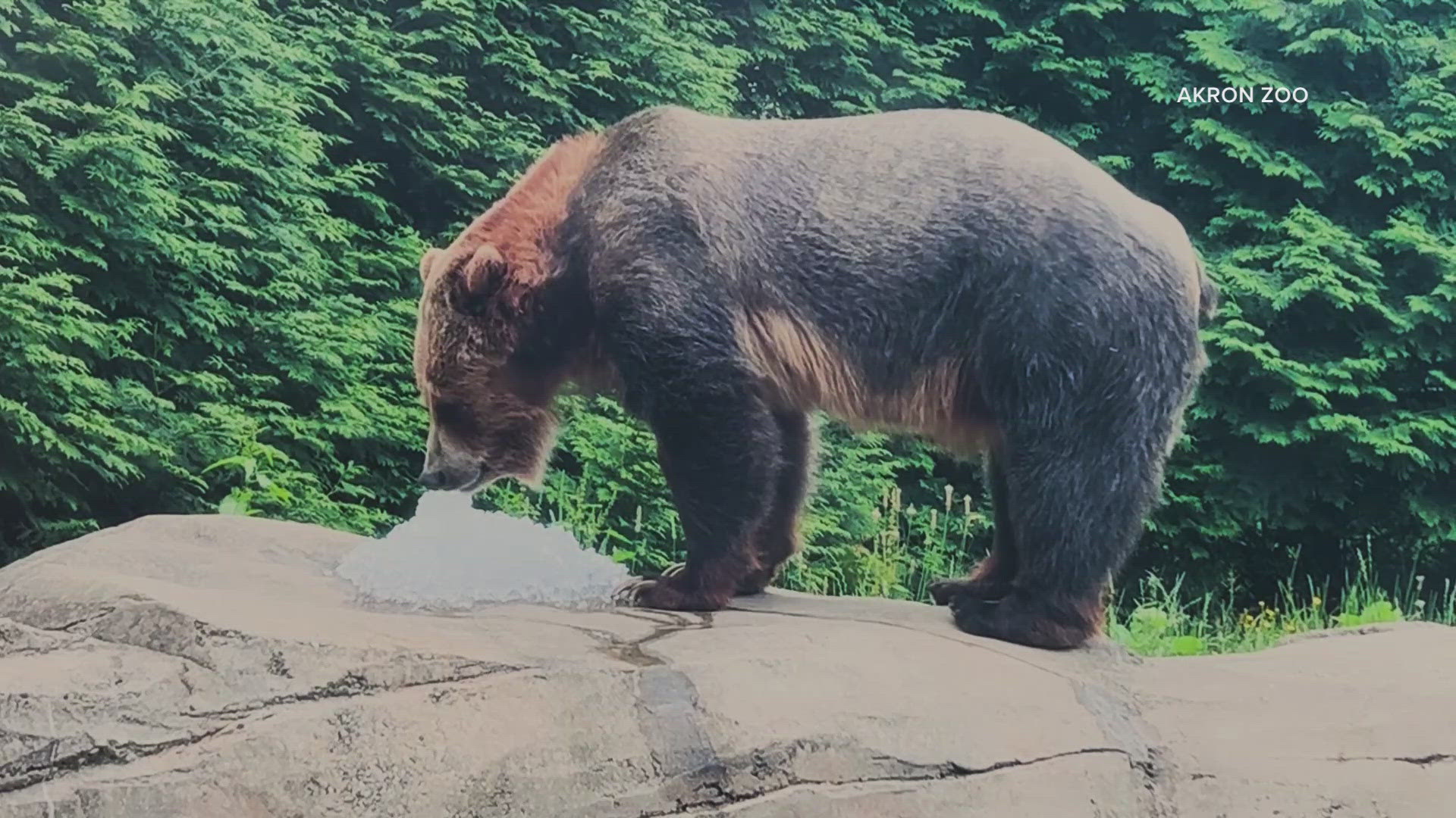 Employees at the Akron Zoo are doing what they can to help keep their animals cool as extreme heat hits Northeast Ohio.