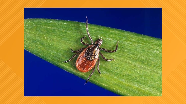 Tick season in Northeast Ohio: What is the difference between a deer tick and dog tick?