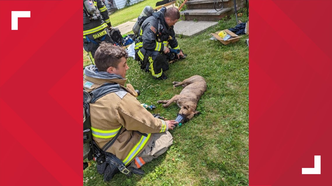 5 pets die in Elyria house fire(02)