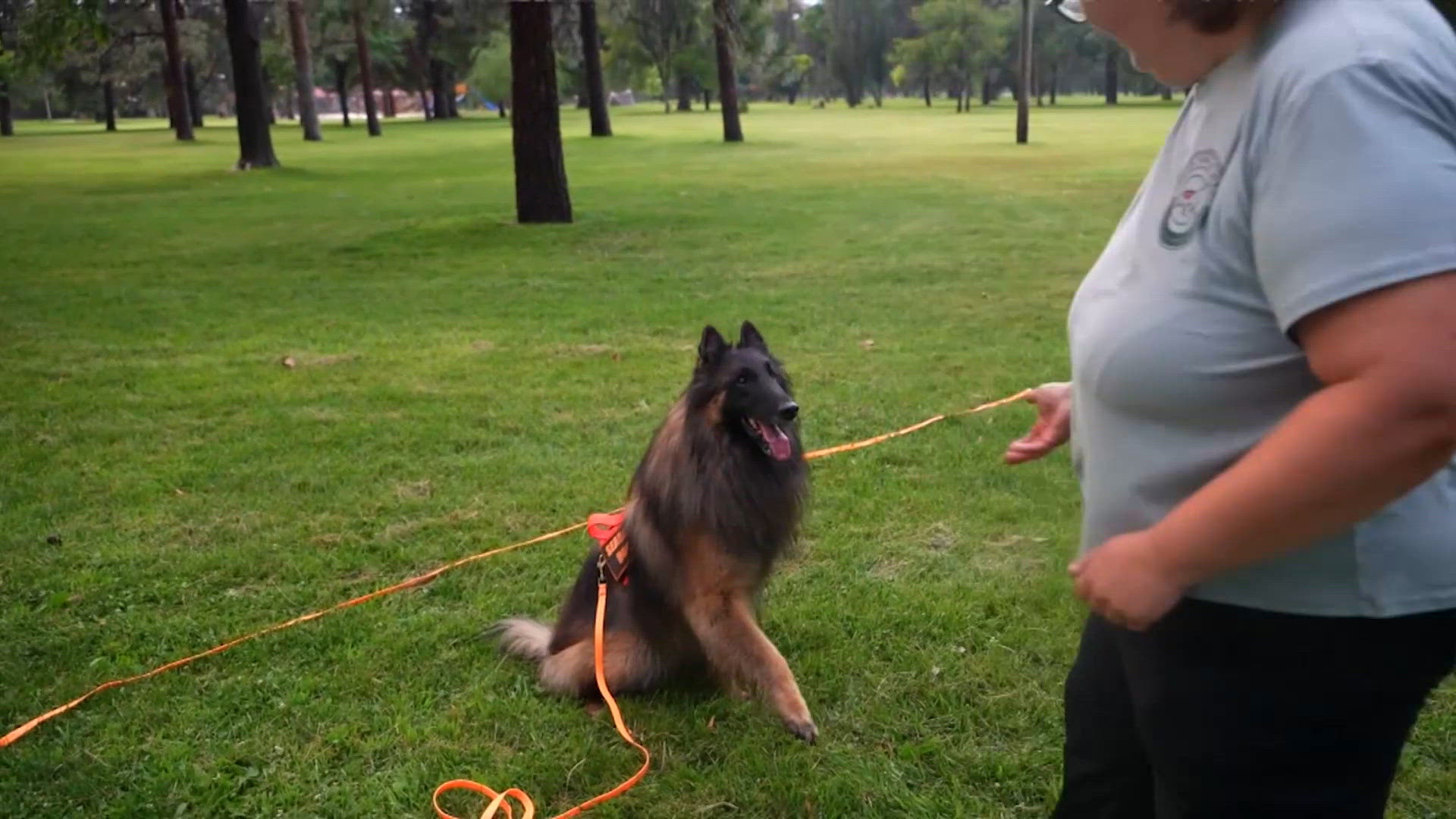 Search dogs help find pets displaced by Colorado wildfire: Ready Pet GO!