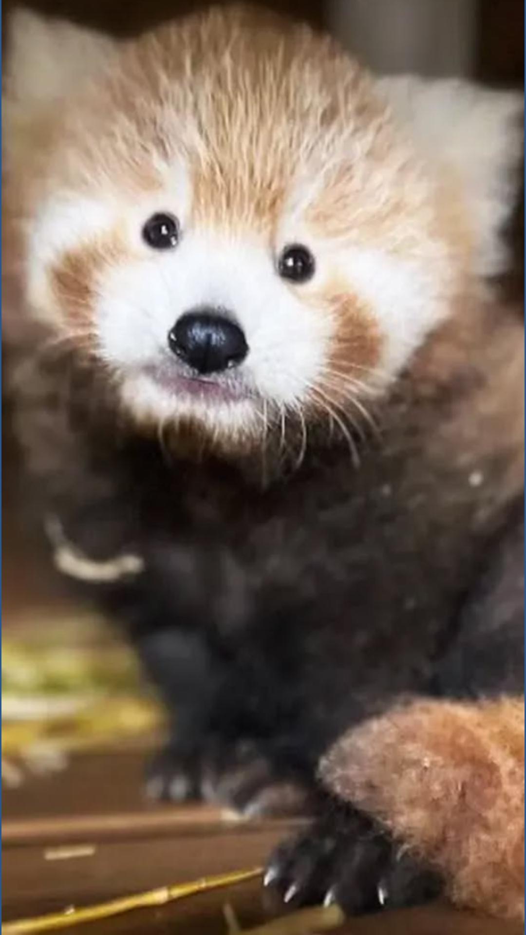 Cleveland Metroparks Zoo Announces Birth Of Baby Red Panda Wkyc cleveland-metroparks-zoo-announces-birth-of-baby-red-panda-wkyc