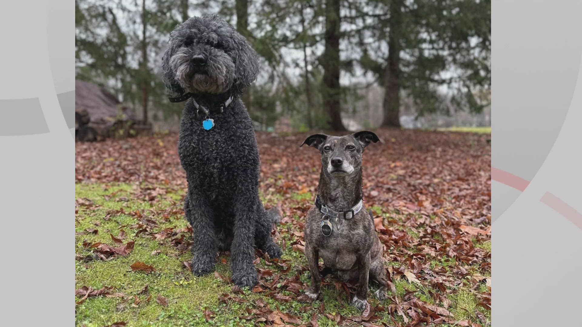 We’re introducing you to Kuba and Wally for this edition of Doggone Weather on Friday, November 8, 2024. Thanks to Maggie for sending in the photo.