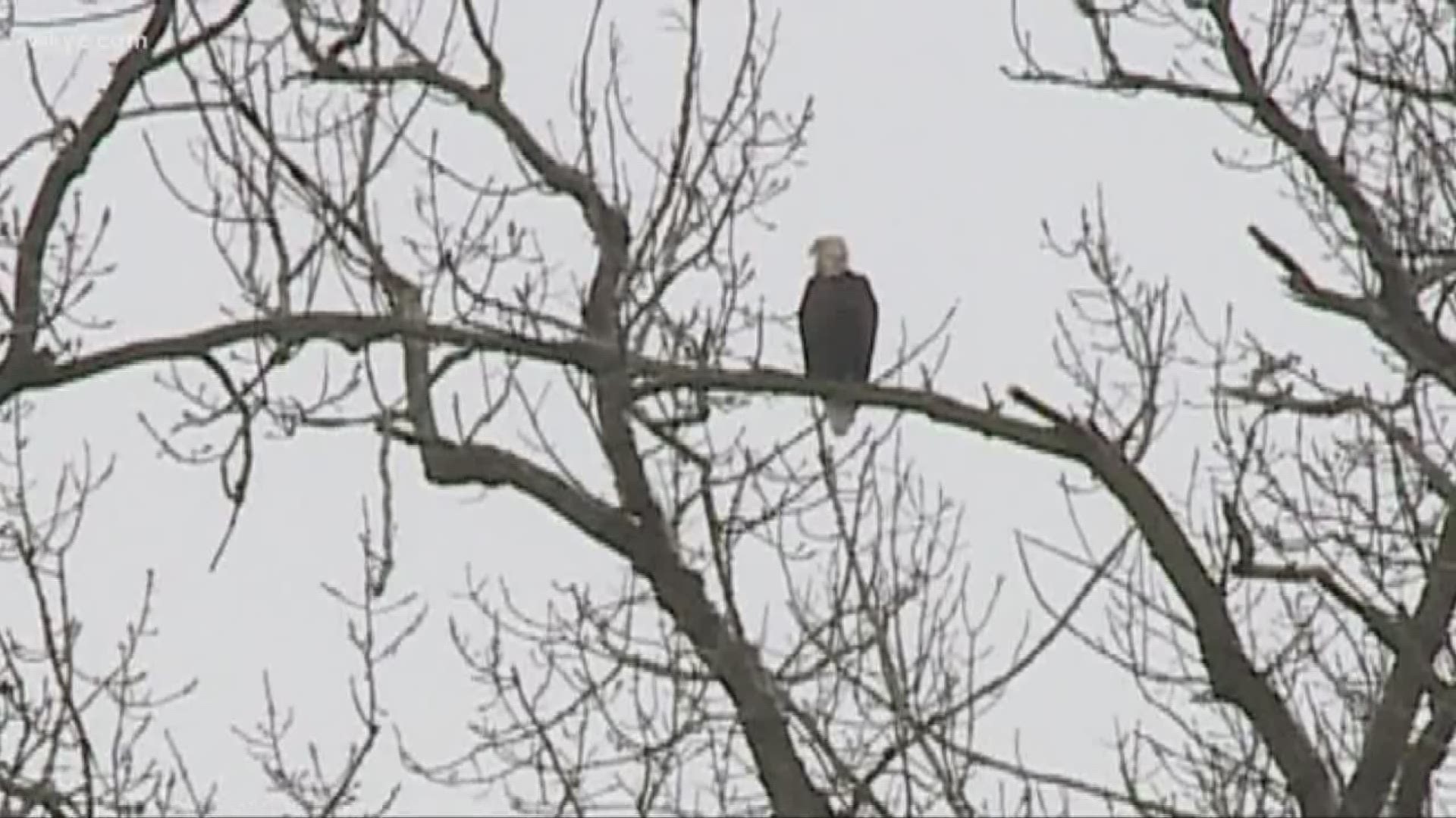 Bald eagles flocking to Cleveland's Industrial Valley