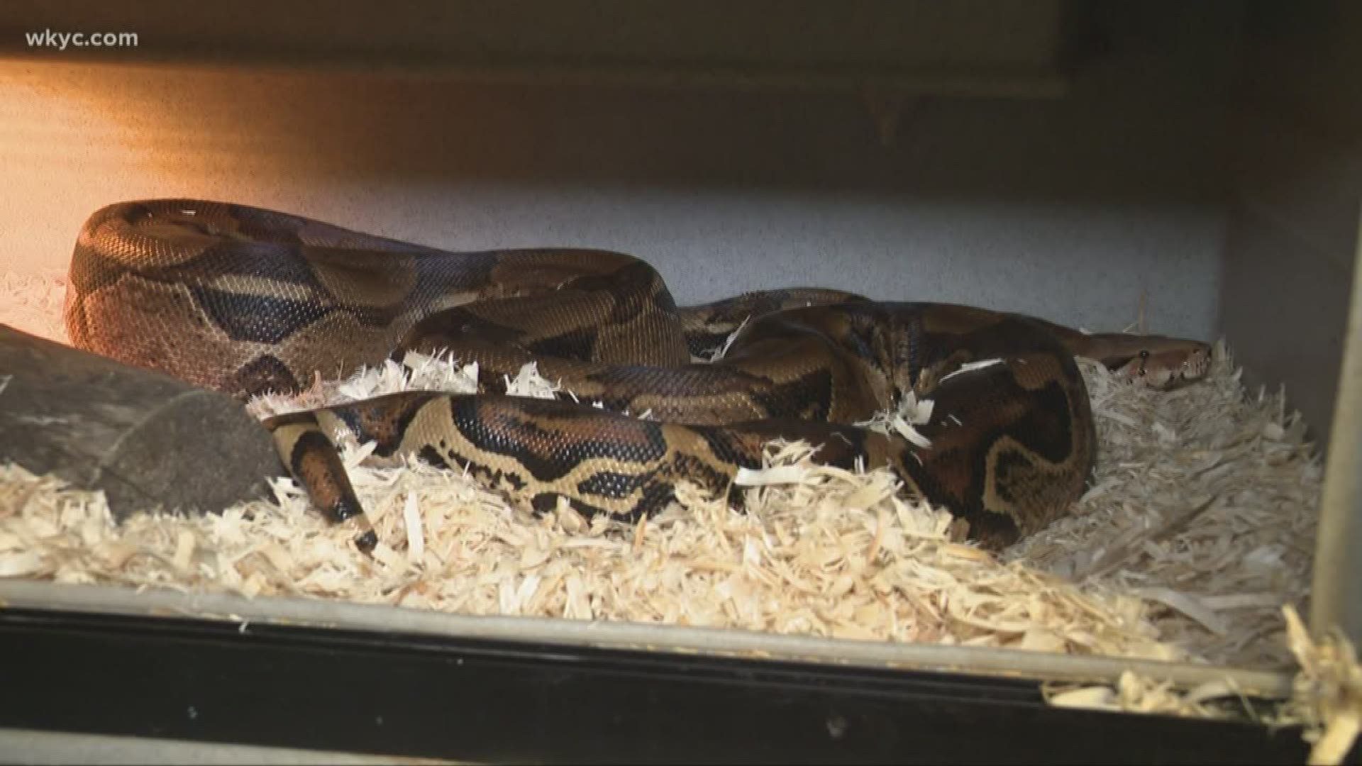 A Brecksville woman received the surprise of her life when she went out on her lawn at her Chapel HIll Road house on Monday afternoon and discovered that a seven-foot boa constrictor was there. 

The woman received assistance from the Brecksville Police and Brecksville Fire Department, along with the city's animal warden, who were able to keep the snake restrained until experts from Herps Alive Reptile Rescue in South Euclid arrived to take the boa.nds boa constrictor on lawn