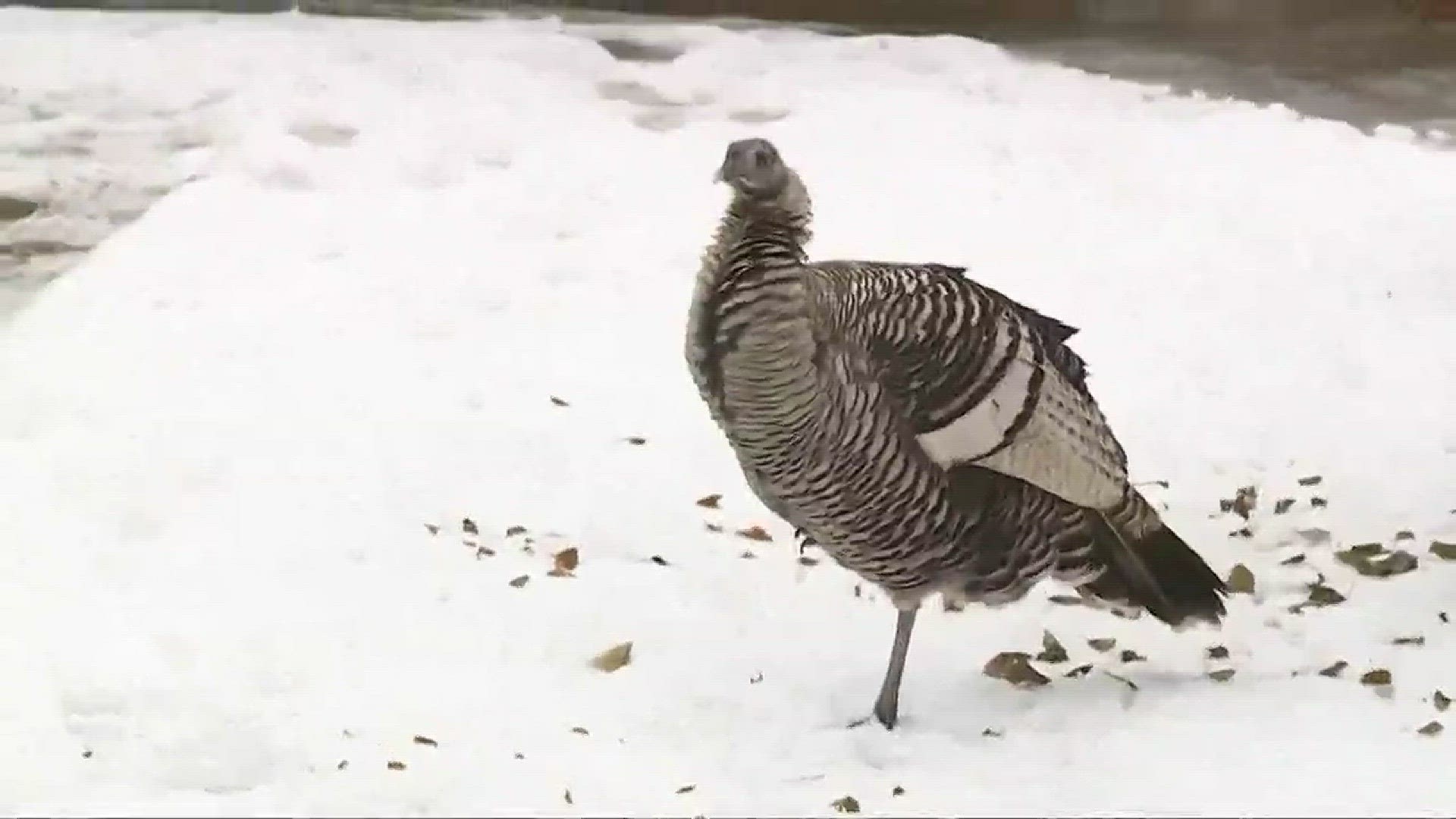 Wild turkeys disrupt mail delivery in Rocky River