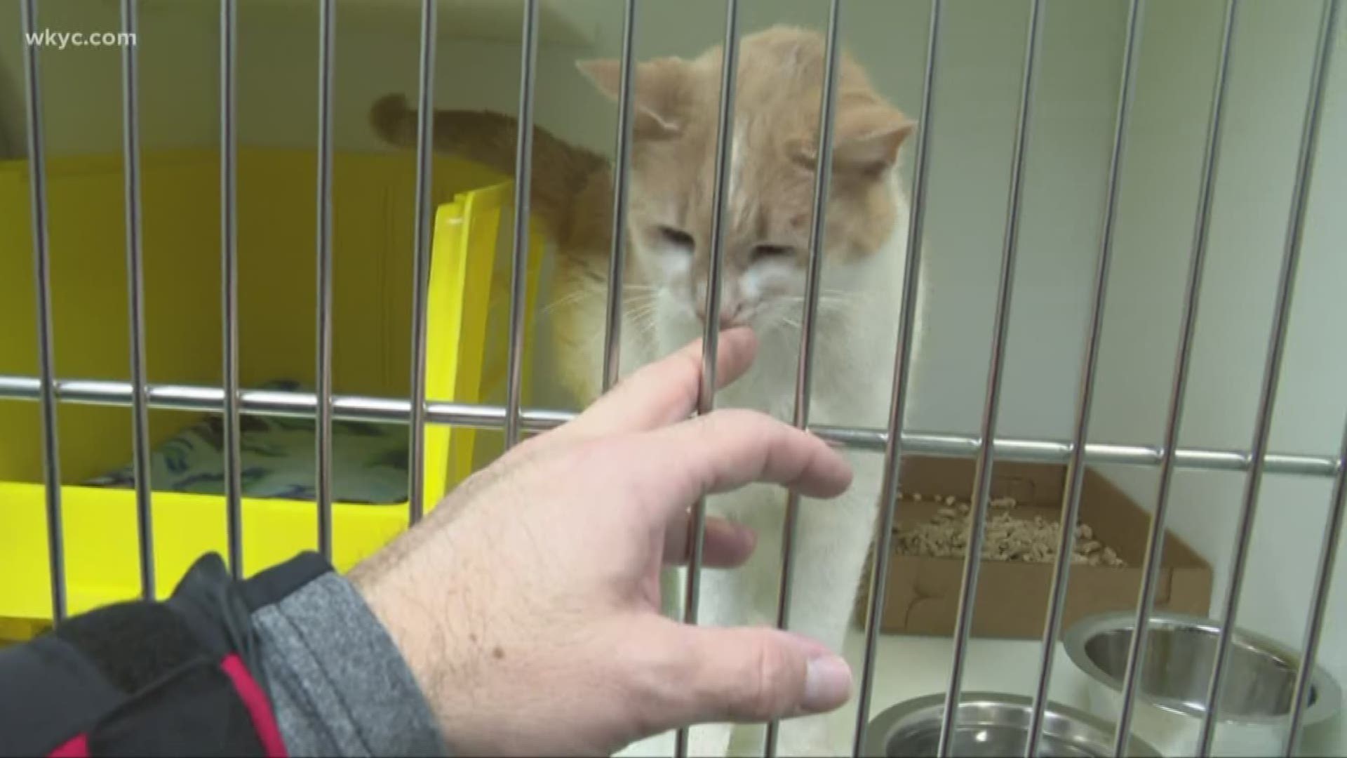 More than 100 cats were rescued from a home this week. This could be the weekend to make a feline your furrever friend!