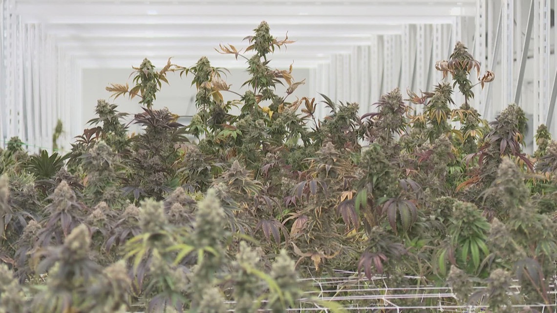 Ohio AG Dave Yost rejects proposed referendum seeking to overturn new recreational marijuana restrictions