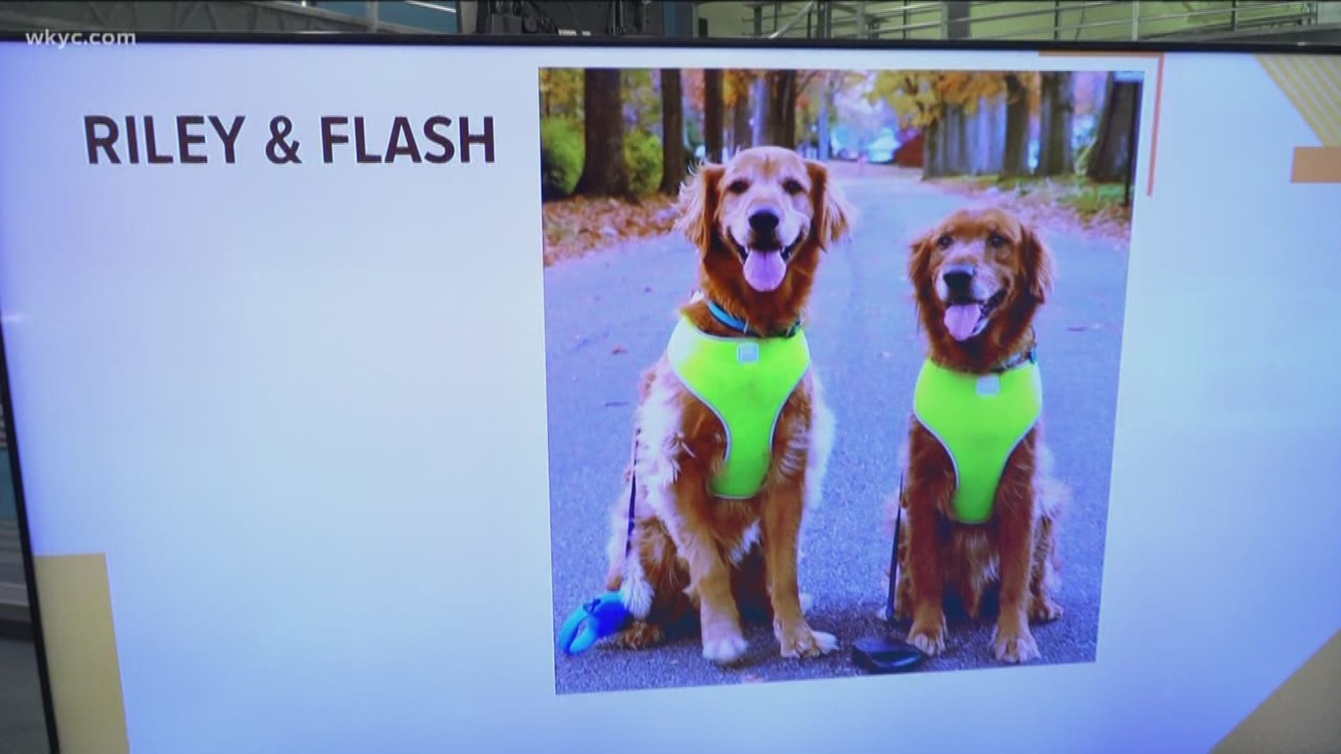 Doggone Weather: Riley & Flash
