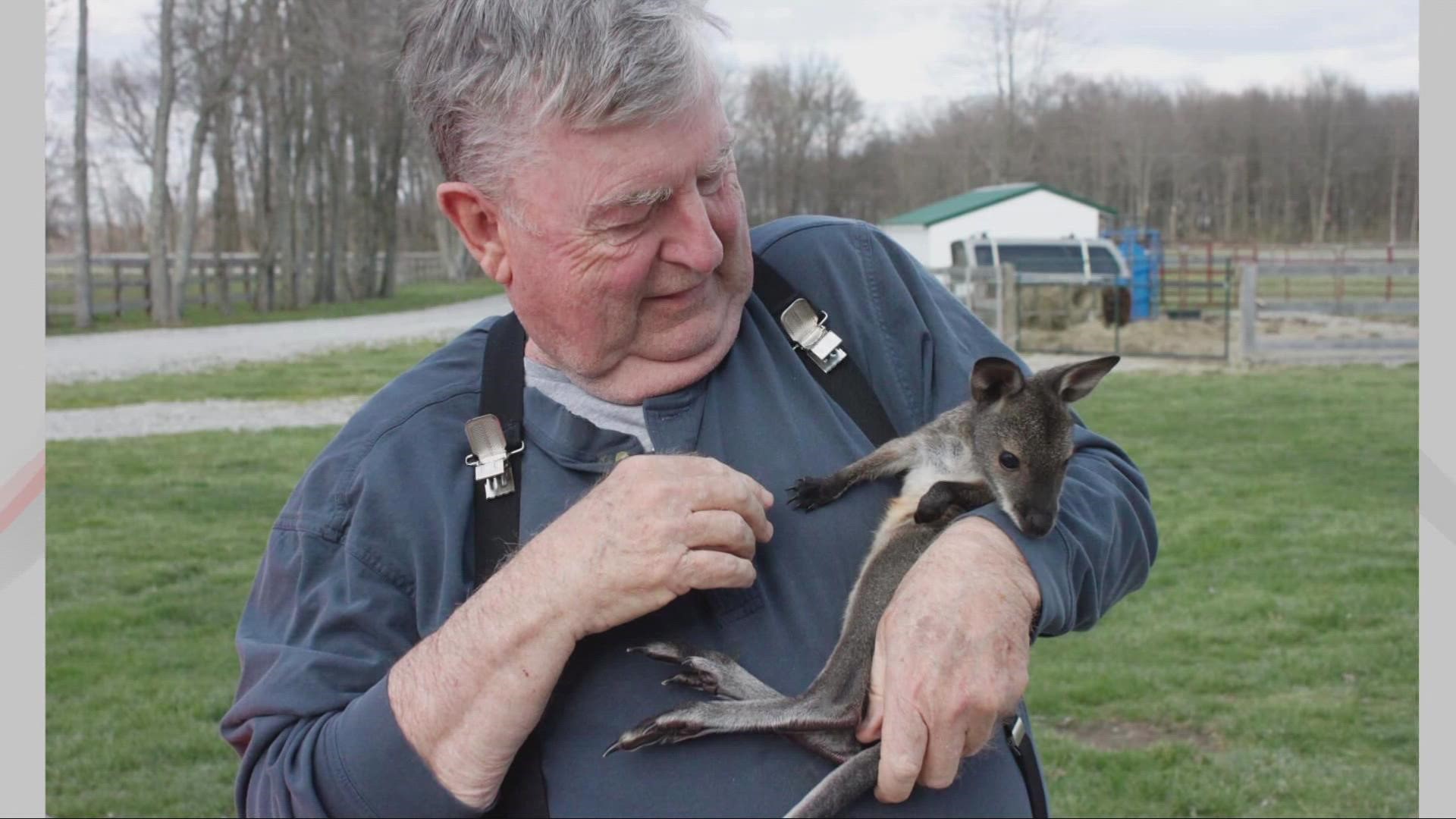 The breeder is worried about the wallaby's health while out in the wild