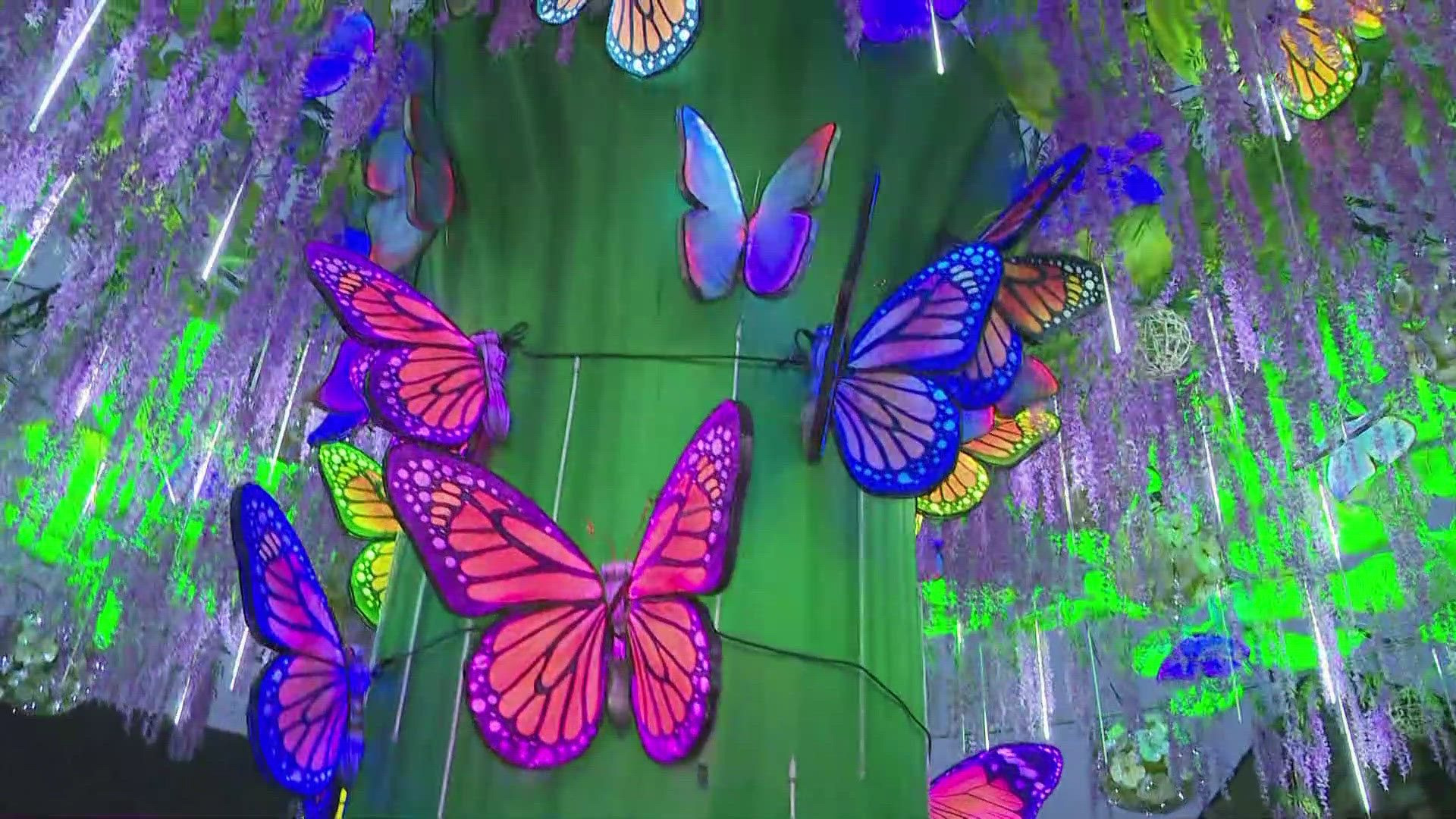 Andi Kornak, Deputy Executive Director of the Cleveland Metroparks Zoo, on what you can expect at this year's Asian Lantern Festival.
