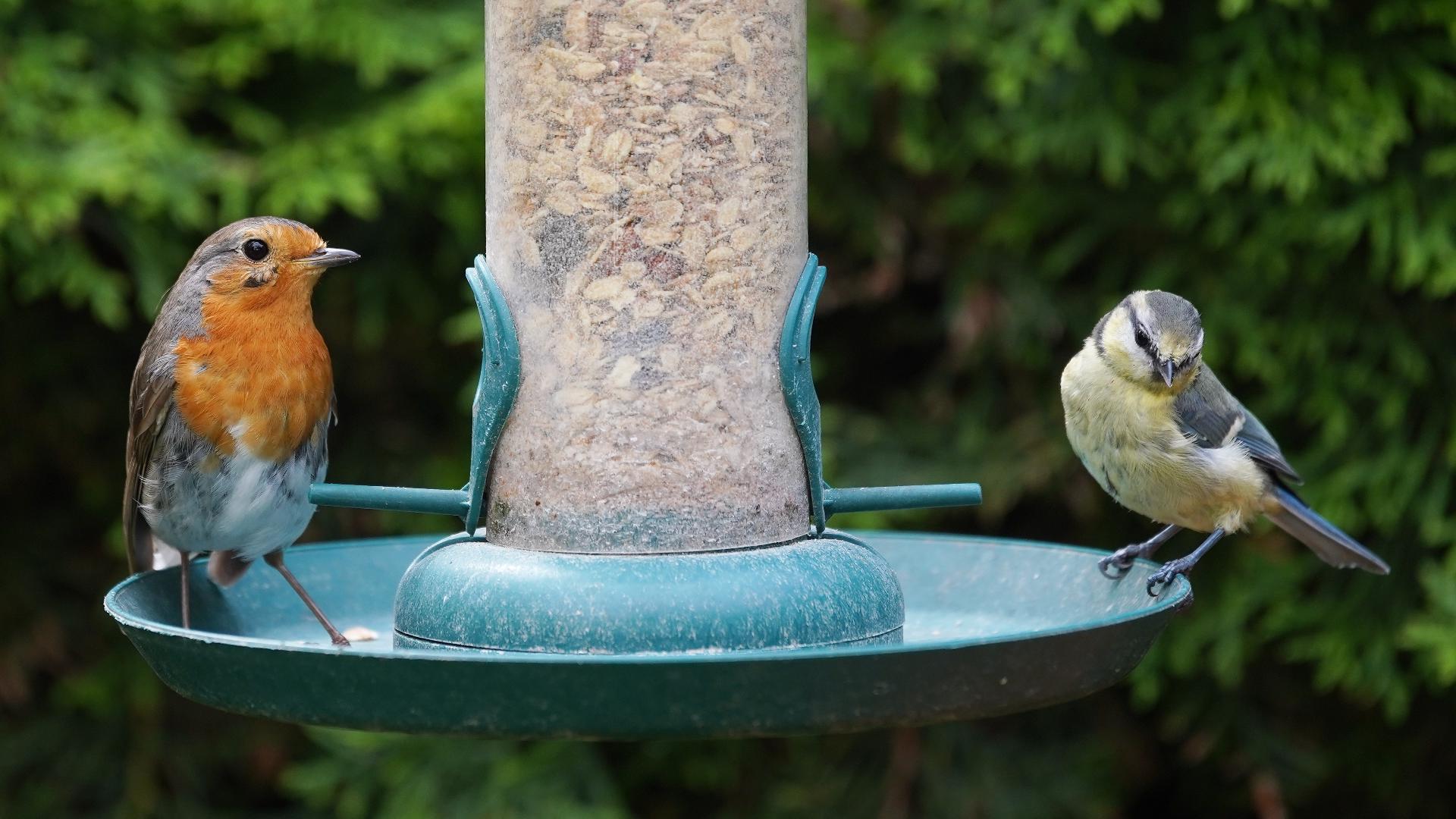 Get Growing: Attracting songbirds to your backyard feeders during ...