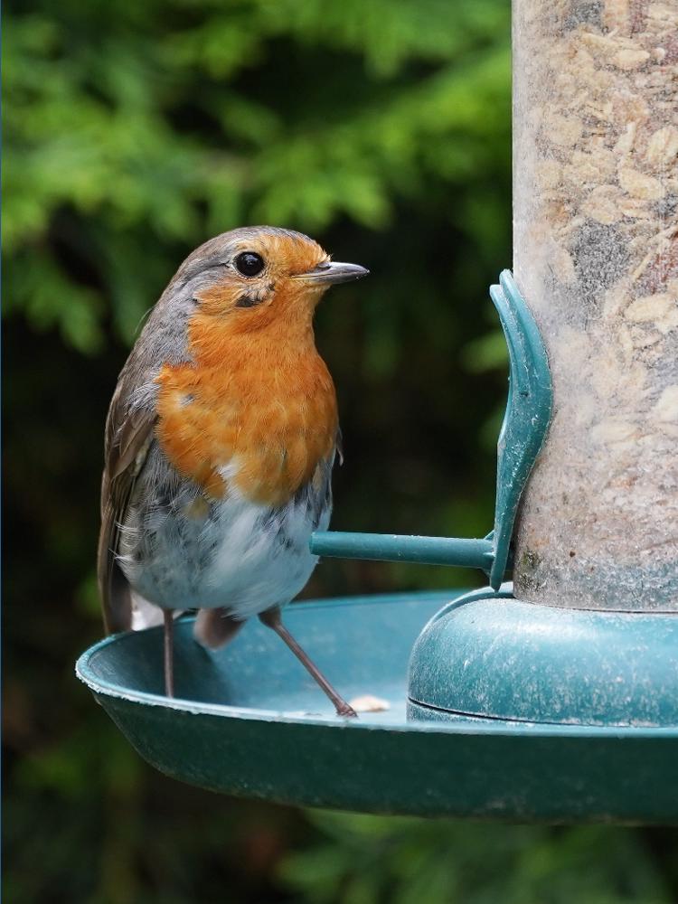 Get Growing: Attracting songbirds to your backyard feeders during ...
