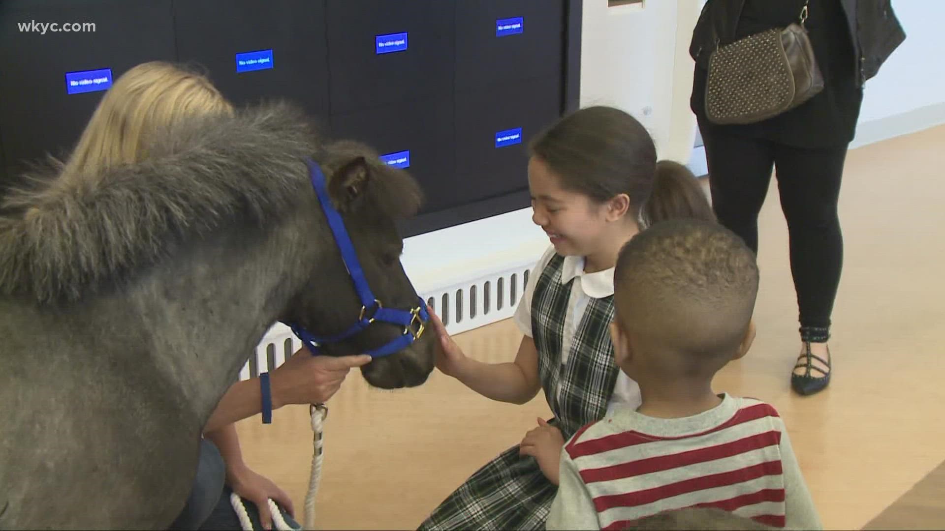 A therapy horse known as Willie Nelson that visits patients at Akron Children’s Hospital is featured on ‘The Kelly Clarkson Show.’