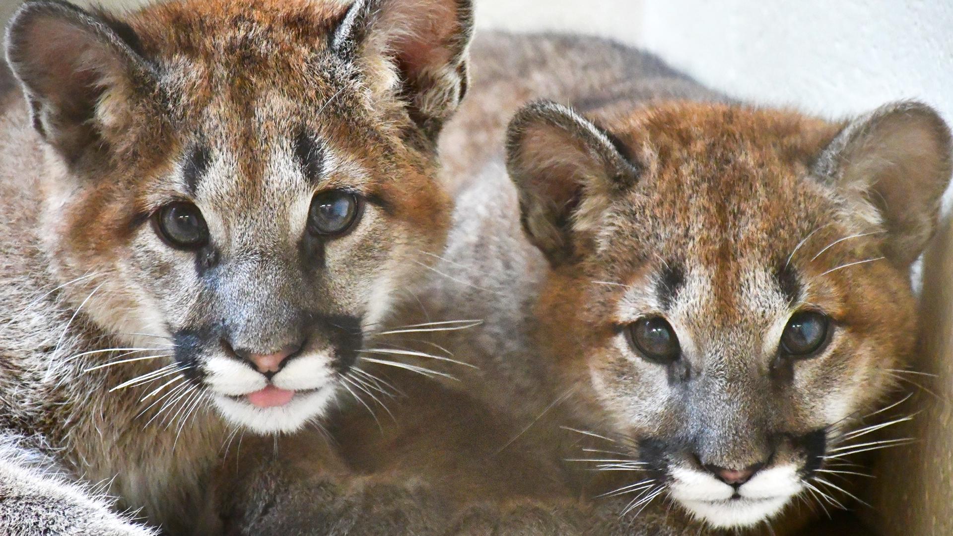 So cute! Akron Zoo to introduce mountain lions for first time | wkyc.com