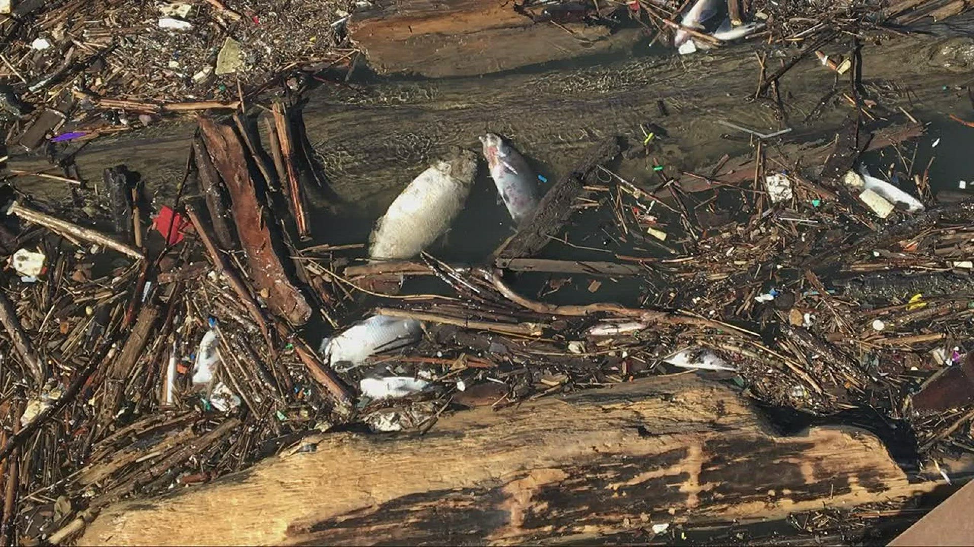 Hundreds of dead fish floating in Cuyahoga River