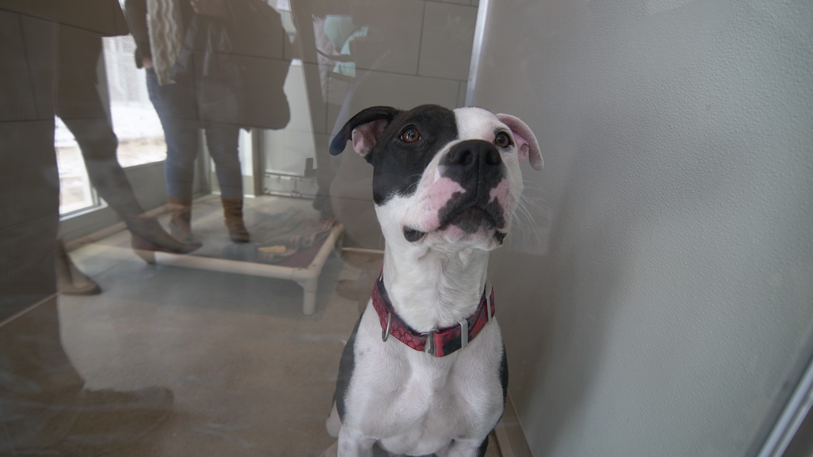 FIRST LOOK City of Cleveland opens new kennel