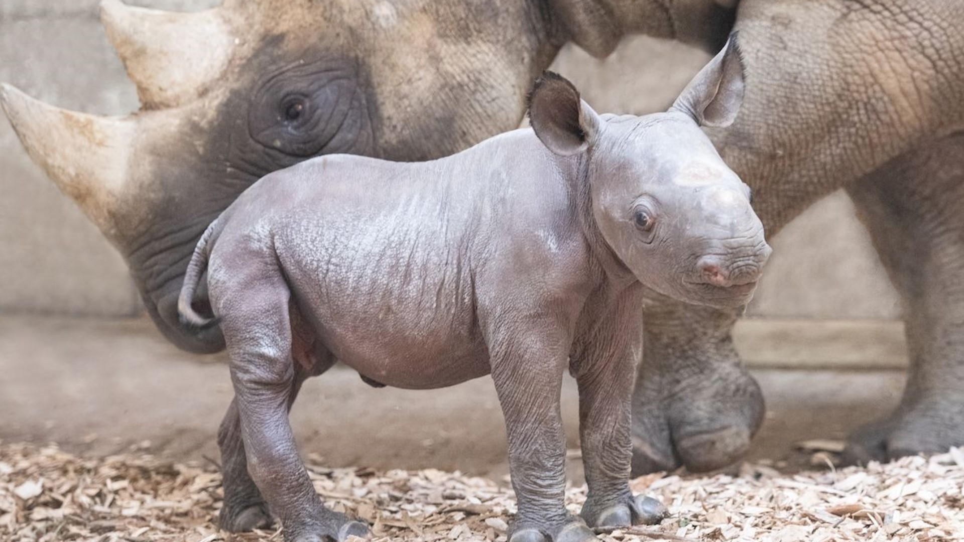The birth of the Eastern black rhino calf took place on July 9. You can help name her from now until August 5.
