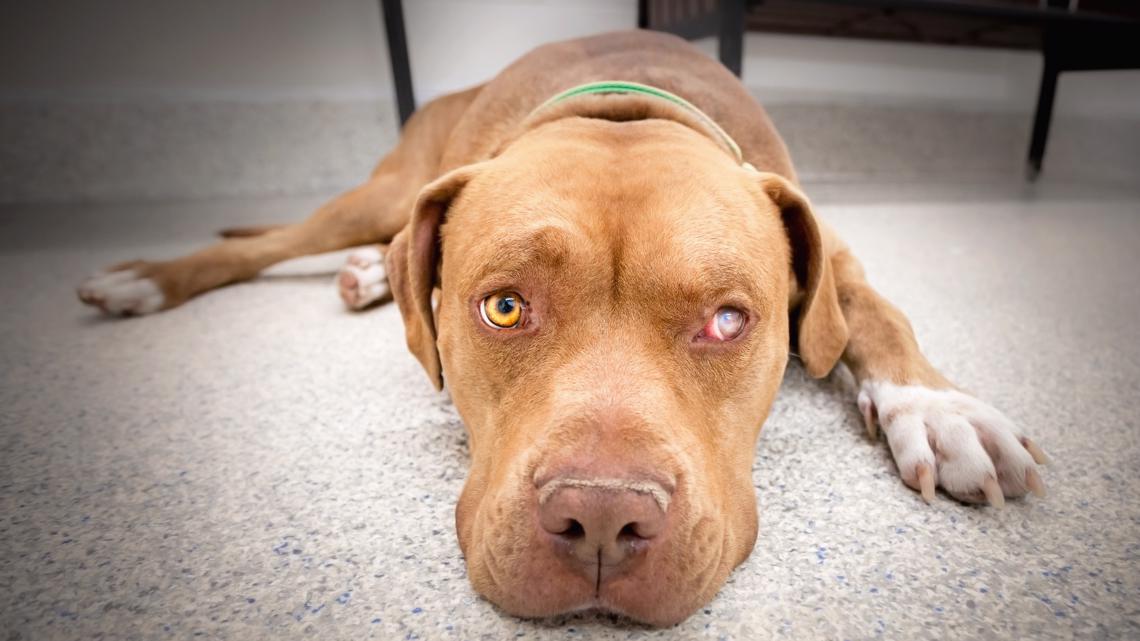 Konsultation glas Brokke sig Lake Humane Society: Injured dog from animal cruelty investigation needs  eye surgery | wkyc.com