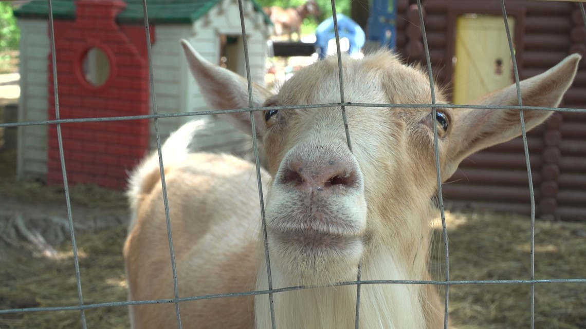 Whispering Acres in Medina: Home for abused or unwanted animals 