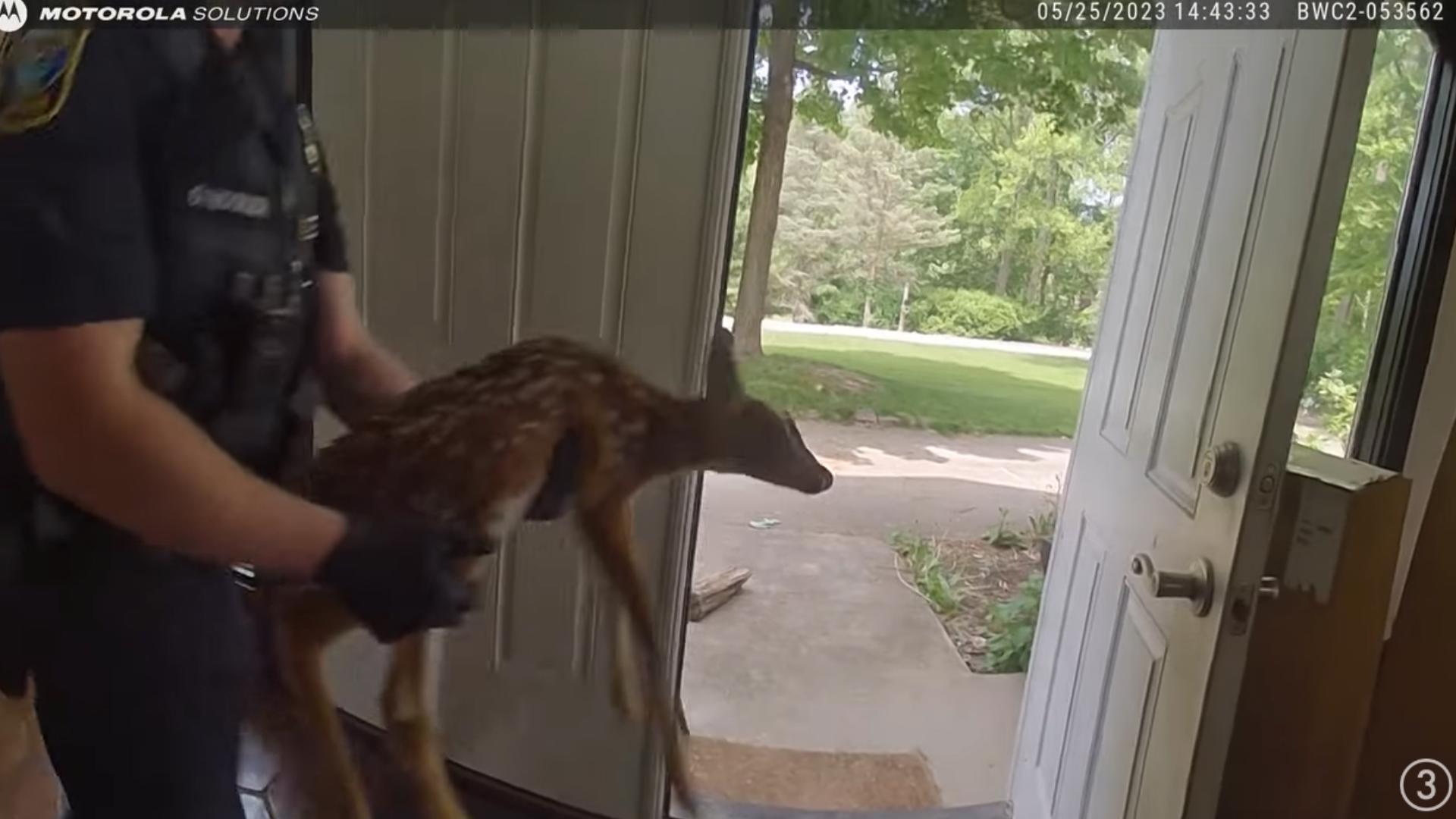 A Gates Mills resident's dog chased a baby deer into their home.  Thanks to several police officers, they were able to set the deer free.