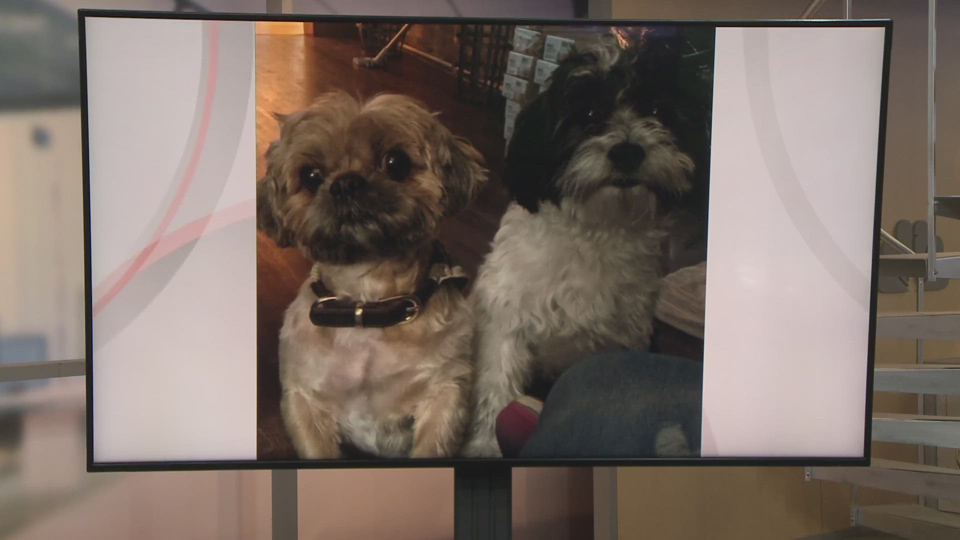 Doggone Weather: Chewy and Winston
