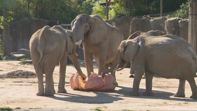 Elephants at Cleveland Metroparks Zoo get 1,500-pound pumpkin