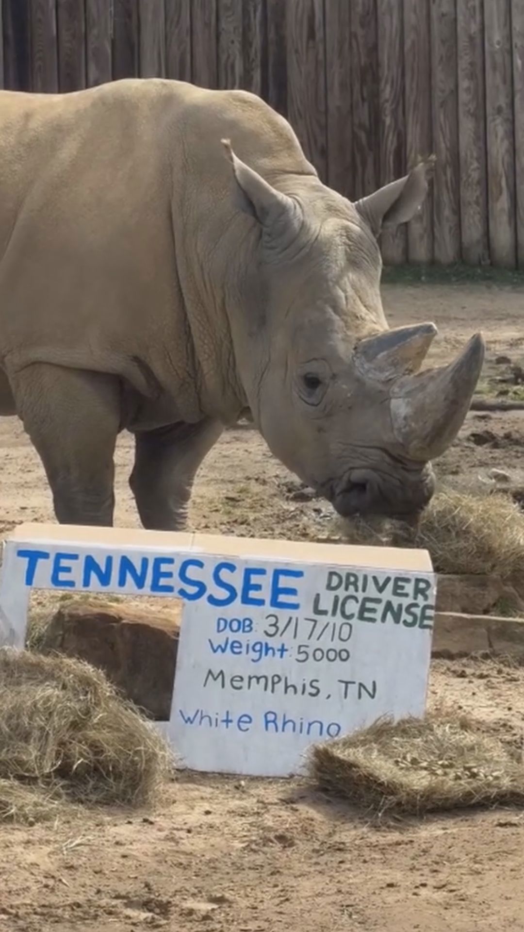 Kito the white rhino gets 