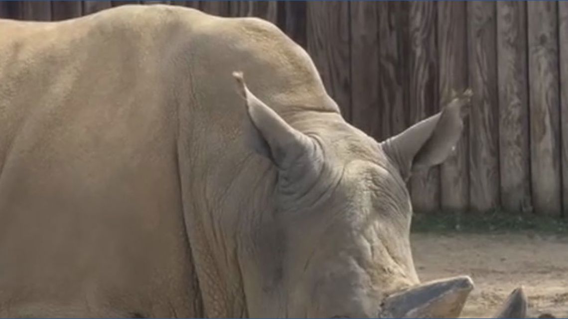 Kito the white rhino gets 