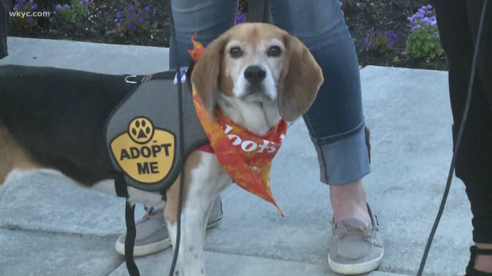 Aug. 9, 2019: The dog days of summer have arrived, so we celebrated with a special dog party at our studios. Leah Backo with the Geauga Humane Society's Rescue Village even brought some pups that are up for adoption.