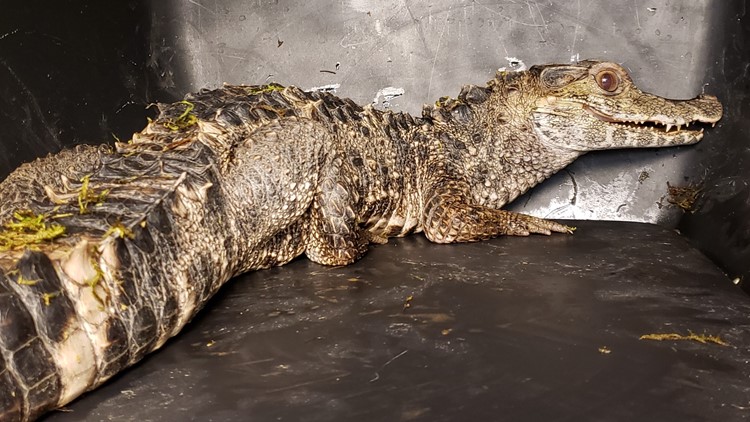 Lakewood police find python and crocodile-like reptile when responding to call